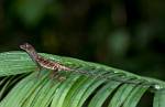 Peru_1266