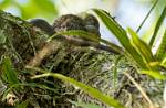 Peru_1294