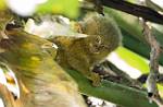 Peru_1296