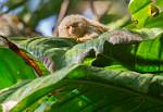 Peru_1297