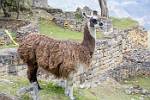 Peru_136