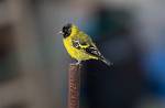 Peru_149