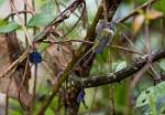 Peru_174