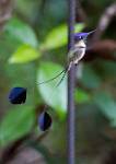 Peru_177