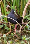 Peru_178