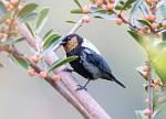 Peru_203