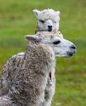 Peru_207