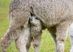Peru_208