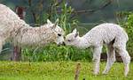 Peru_210