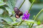 Peru_367