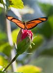 Peru_370