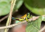 Peru_411