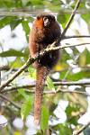 Peru_419