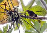 Peru_424