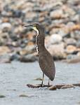 Peru_484