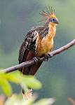 Peru_491