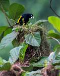 Peru_502