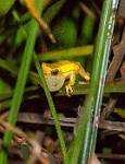 Peru_515