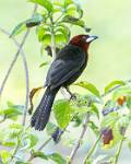 Peru_560