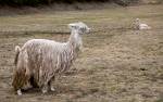 Peru_625