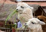 Peru_671