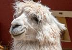 Peru_678