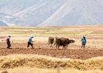 Peru_722