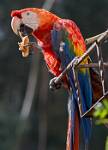 Peru_736