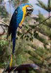 Peru_739
