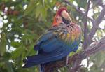Peru_743