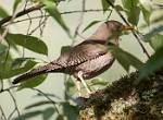 Peru_748