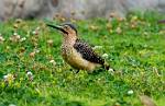 Peru_752