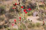 Peru_781