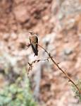 Peru_784