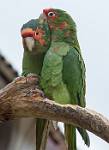 Peru_796