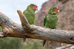 Peru_797