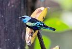 Peru_834