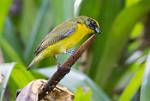 Peru_837