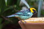 Peru_839