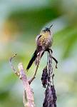 Peru_846