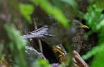 Peru_875