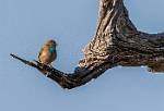 Zambia_003
