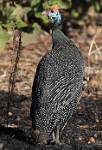 Zambia_014