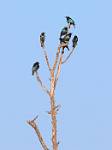 Zambia_015