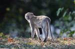 Zambia_024