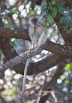 Zambia_025