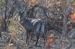Zambia_029