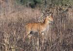 Zambia_031