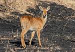 Zambia_032