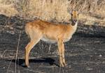 Zambia_033